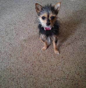 Meet your Posher, Grace